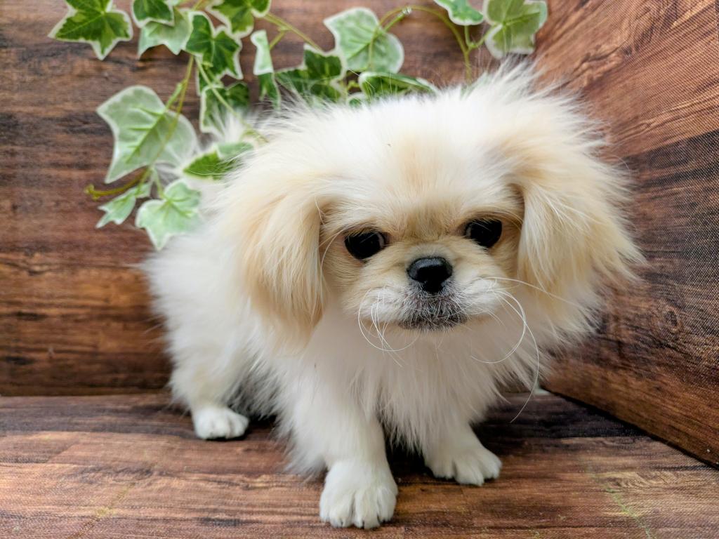 千葉県のペキニーズ (ペッツワン市原店/2025年8月30日生まれ/男の子/クリーム)の子犬の3枚目の画像