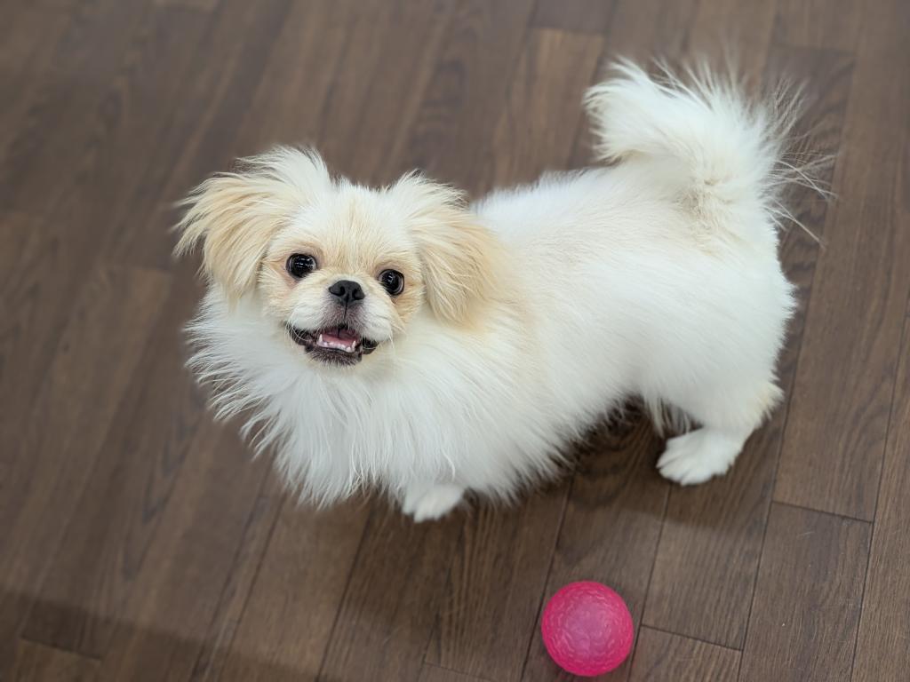 千葉県のペキニーズ (ペッツワン市原店/2025年8月30日生まれ/男の子/クリーム)の子犬の3枚目の画像