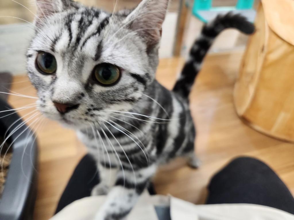 埼玉県のアメリカンショートヘアー (OneDo吹上店/2025年7月3日生まれ/女の子/シルバータビー)の子猫の1枚目の画像