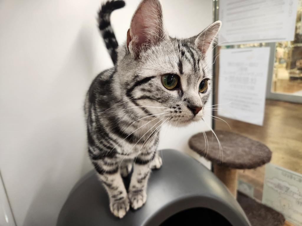 埼玉県のアメリカンショートヘアー (OneDo吹上店/2025年7月3日生まれ/女の子/シルバータビー)の子猫の2枚目の画像