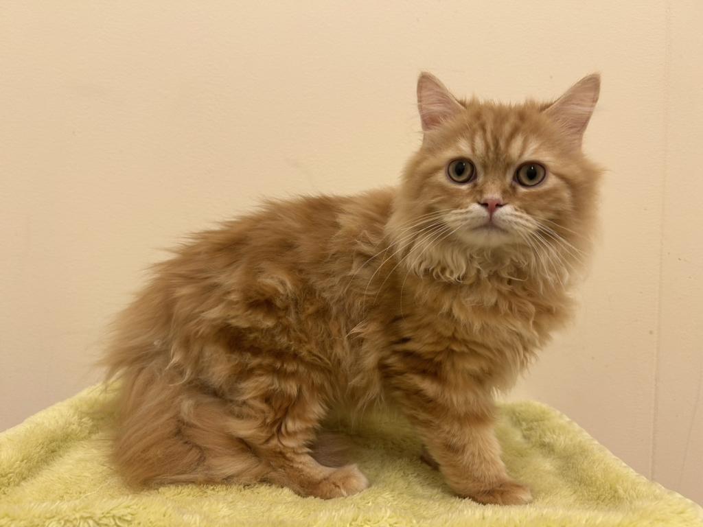 埼玉県のミヌエット (ペットプラザ越谷大里店/2025年7月12日生まれ/男の子/レッド)の子猫の4枚目の画像