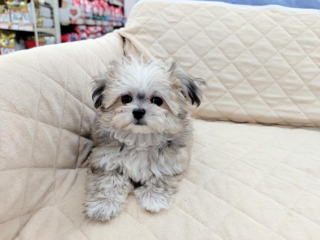 茨城県のハーフ犬・ミックス犬 (OneBuddyトモニー水戸店/2025年9月15日生まれ/女の子/フォーン)の子犬の2枚目の画像