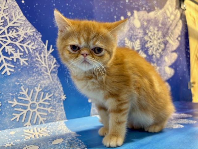 栃木県のミヌエット (ペッツワン小山店/2026年1月5日生まれ/男の子/レッドタビー)の子猫の2枚目の画像