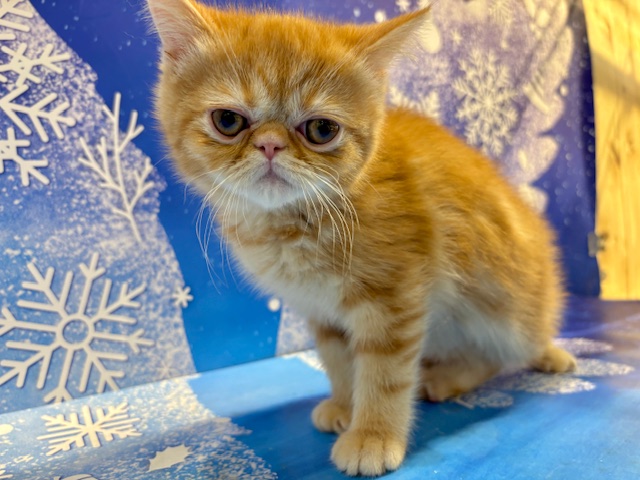 栃木県のミヌエット (ペッツワン小山店/2026年1月5日生まれ/男の子/レッドタビー)の子猫の3枚目の画像