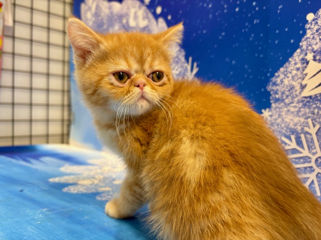 栃木県のミヌエット (ペッツワン小山店/2026年1月5日生まれ/男の子/レッドタビー)の子猫の4枚目の画像