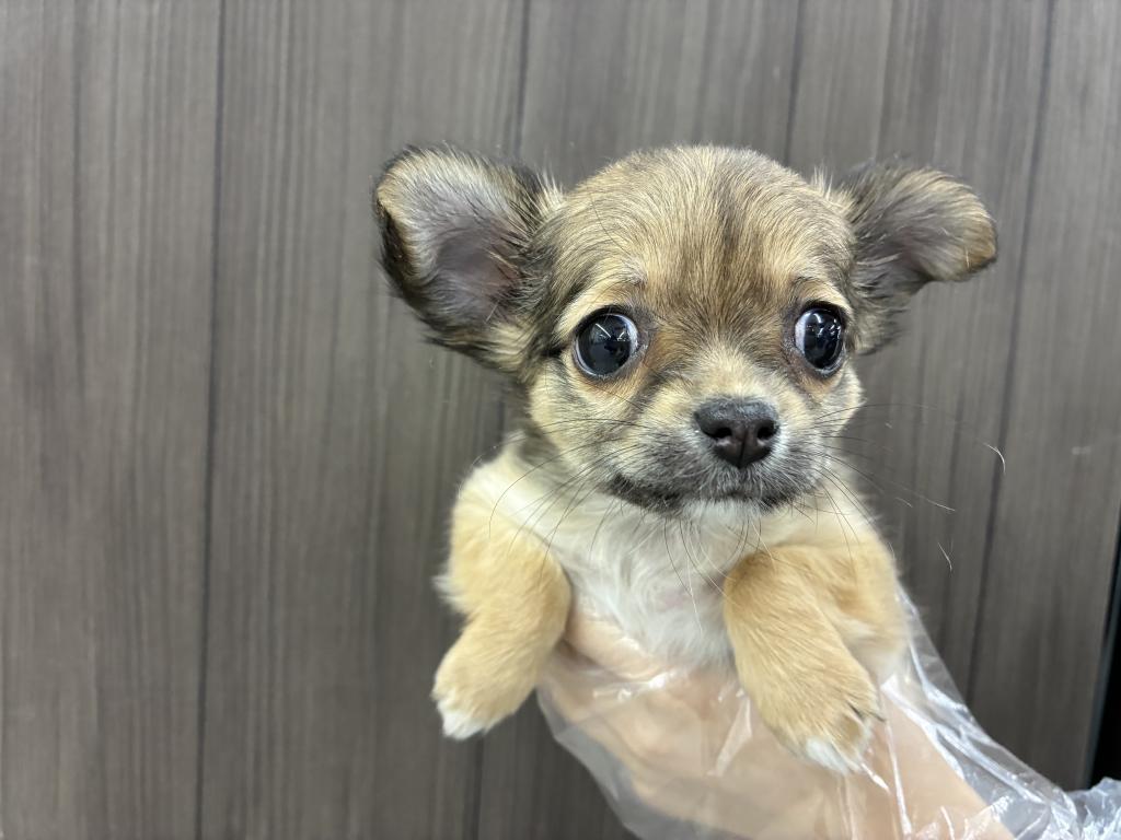 北海道のチワワ(ロング) (ジャパンペッツトレーディング音更店/2025年11月11日生まれ/女の子/フォーンホワイト)の子犬