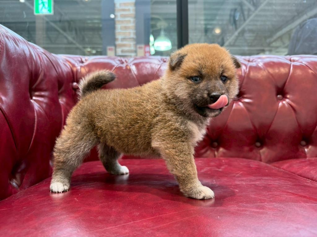 茨城県の柴犬(標準サイズ) (OneBuddy佐原東店/2025年10月17日生まれ/女の子/赤)の子犬の2枚目の画像