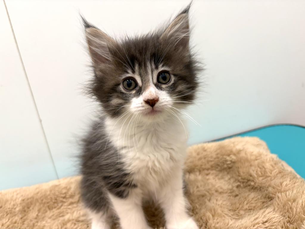 埼玉県のメインクーン (OneDo吹上店/2025年10月24日生まれ/女の子/ブルータビーホワイト)の子猫