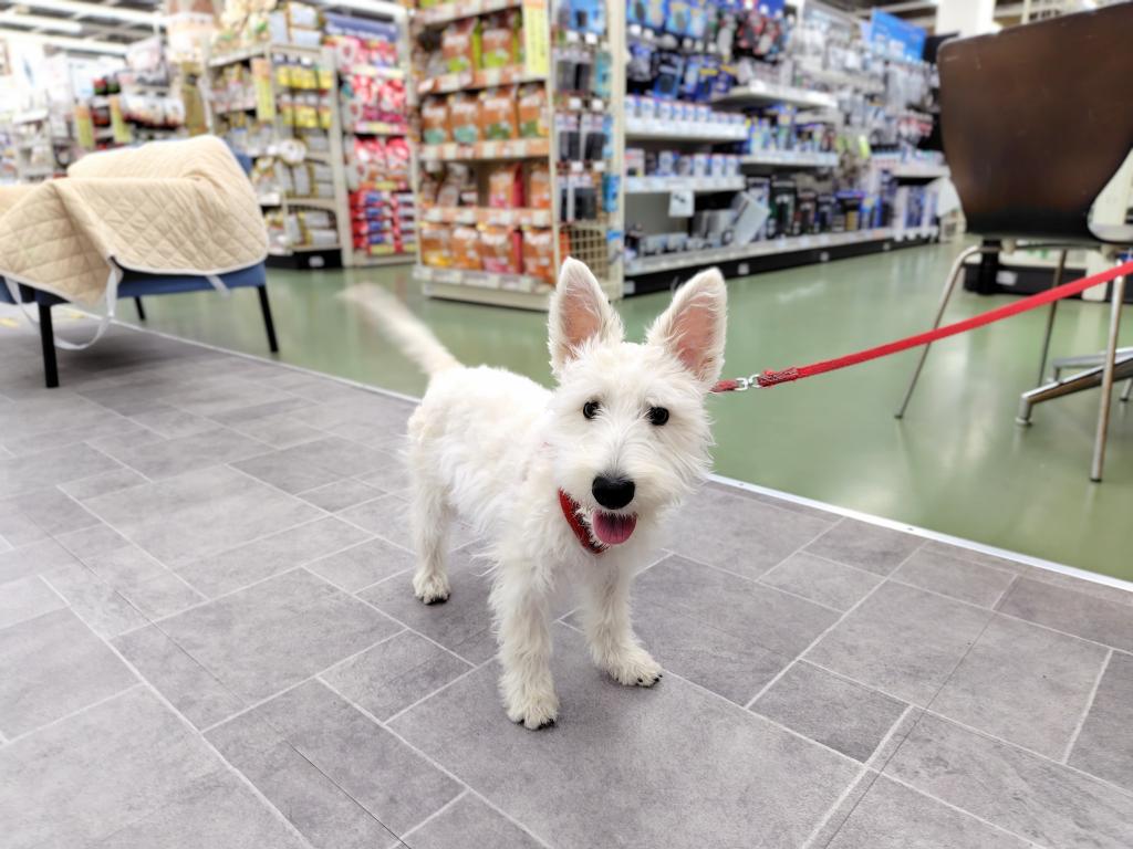 茨城県のウエストハイランドホワイトテリア (OneBuddyトモニー水戸店/2025年11月2日生まれ/男の子/ホワイト)の子犬の2枚目の画像
