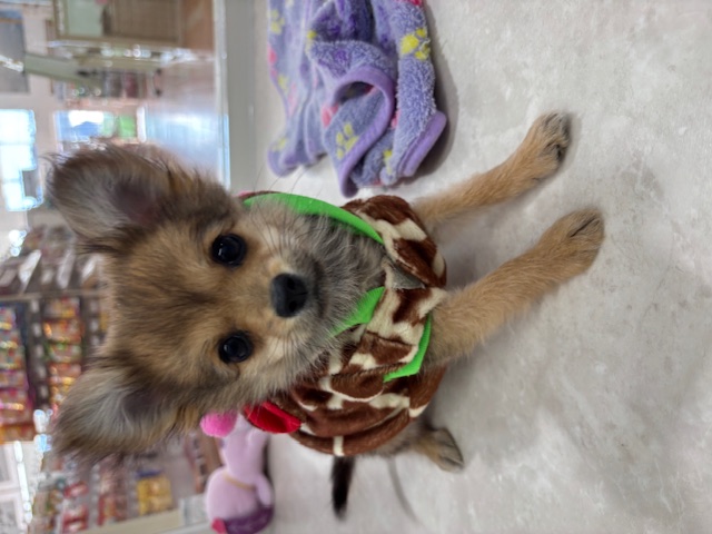 埼玉県のハーフ犬・ミックス犬 (OneBuddy南越谷店/2025年10月25日生まれ/女の子/レッド)の子犬の1枚目の画像