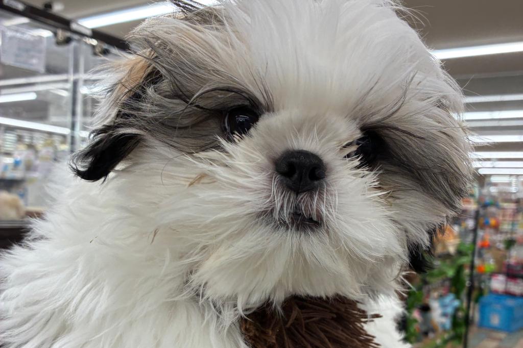 北海道のシーズー (ジャパンペッツトレーディング新発寒店/2025年10月17日生まれ/女の子/ホワイトゴールド)の子犬の2枚目の画像