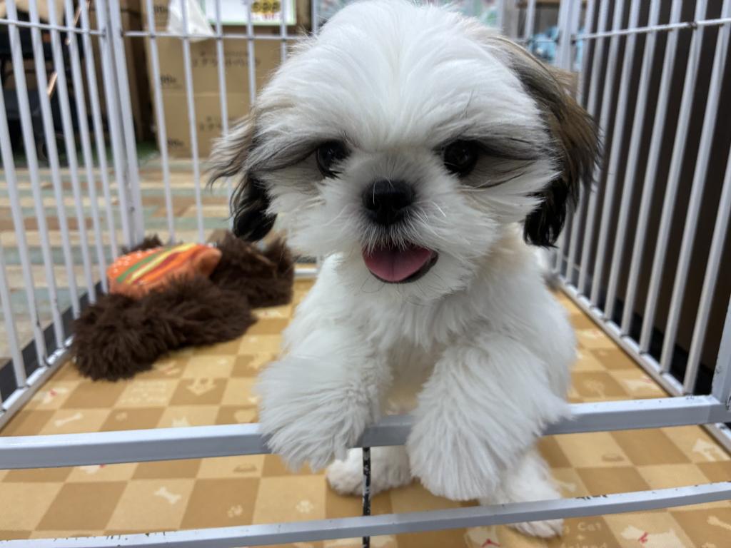 北海道のシーズー (ジャパンペッツトレーディング新発寒店/2025年10月17日生まれ/女の子/ホワイトゴールド)の子犬の3枚目の画像