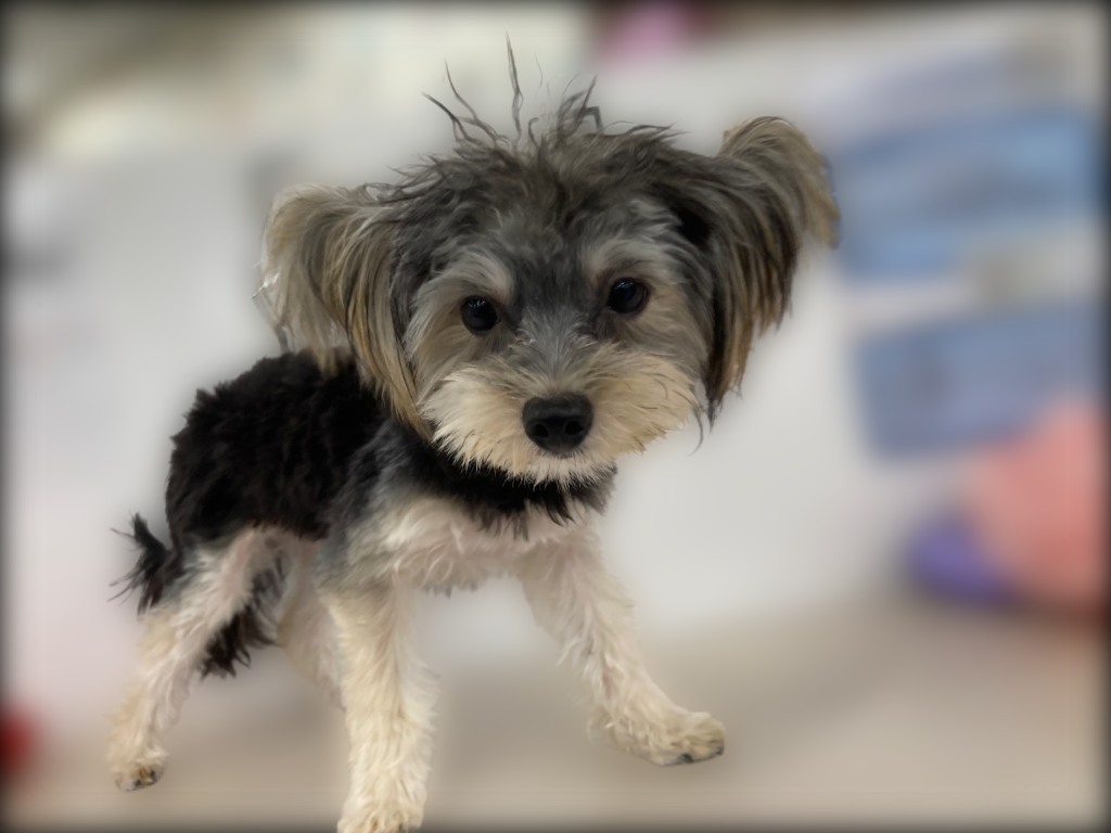 埼玉県のハーフ犬・ミックス犬 (OneBuddy宮代店/2025年11月15日生まれ/男の子/ブラックブラウン)の子犬の1枚目の画像