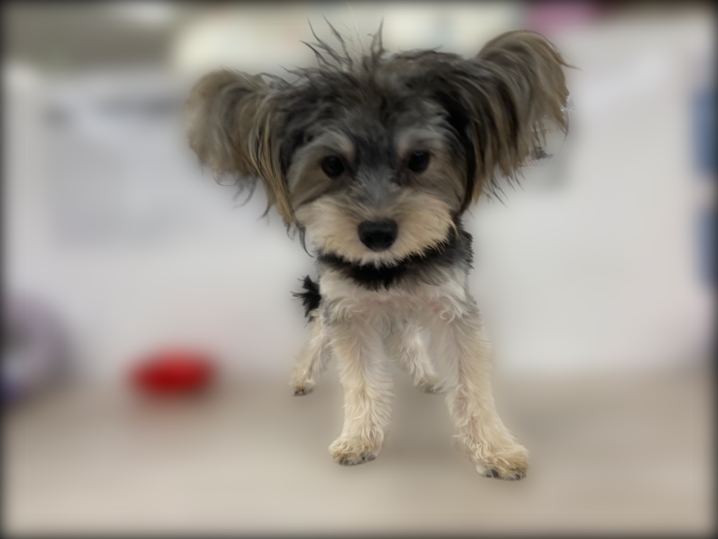 埼玉県のハーフ犬・ミックス犬 (OneBuddy宮代店/2025年11月15日生まれ/男の子/ブラックブラウン)の子犬の2枚目の画像