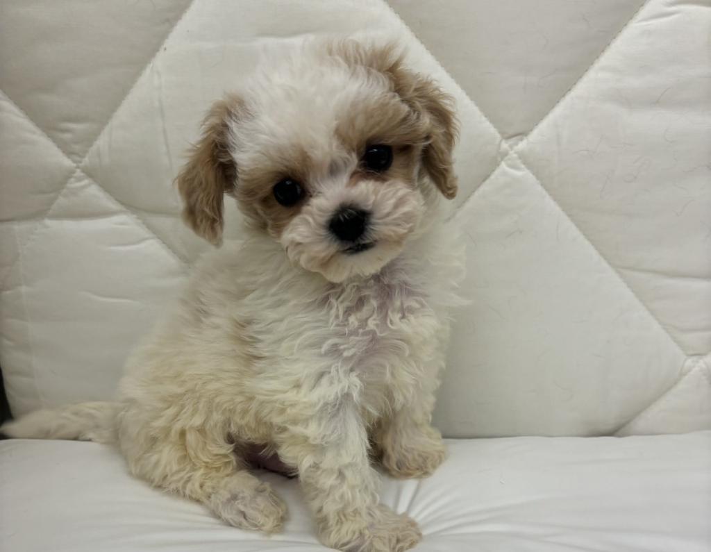 茨城県のハーフ犬・ミックス犬 (ペッツワン石岡玉里店/2025年10月30日生まれ/男の子/パーティーカラー)の子犬