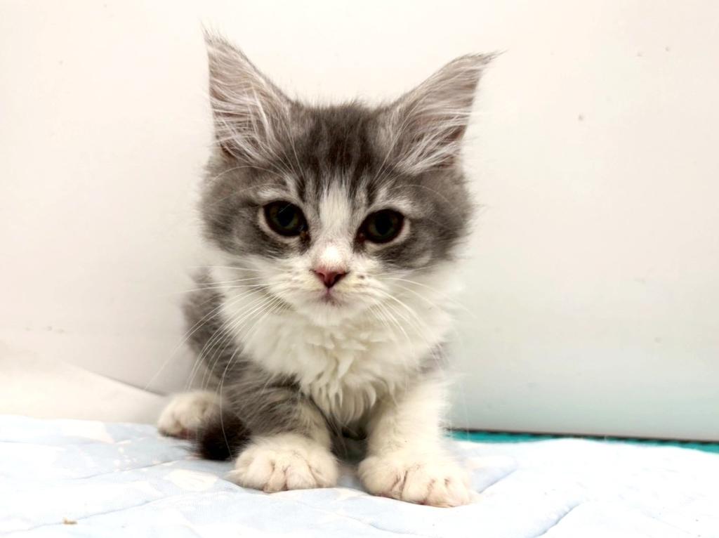 栃木県のサイベリアン (ペッツワン宇都宮平出店/2025年11月6日生まれ/男の子/シルバータビーホワイト)の子猫の2枚目の画像