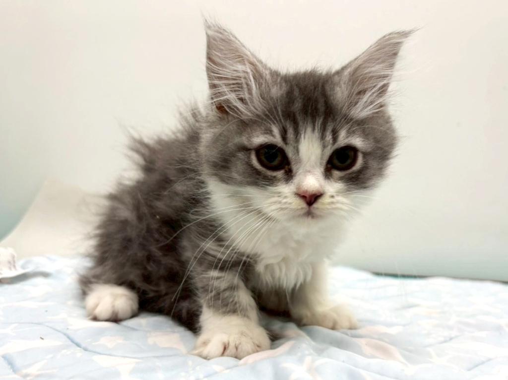 栃木県のサイベリアン (ペッツワン宇都宮平出店/2025年11月6日生まれ/男の子/シルバータビーホワイト)の子猫の1枚目の画像