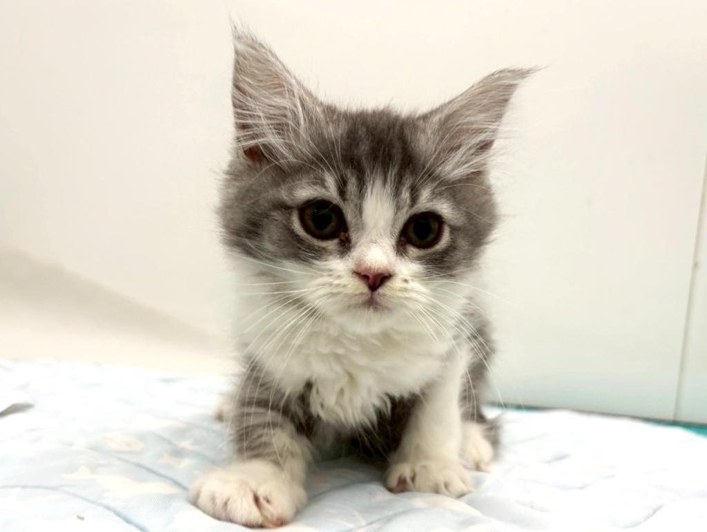 栃木県のサイベリアン (ペッツワン宇都宮平出店/2025年11月6日生まれ/男の子/シルバータビーホワイト)の子猫の3枚目の画像