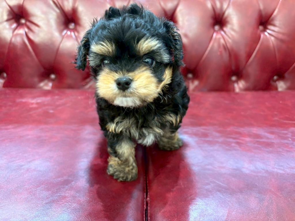 茨城県のハーフ犬・ミックス犬 (OneBuddy佐原東店/2025年10月11日生まれ/男の子/その他色)の子犬の2枚目の画像