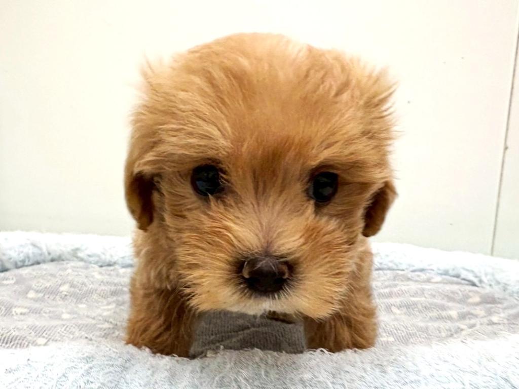 栃木県のハーフ犬・ミックス犬 (ペッツワン宇都宮平出店/2025年10月17日生まれ/男の子/その他色)の子犬の3枚目の画像