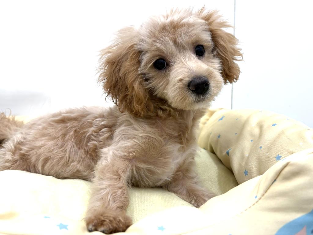 栃木県のハーフ犬・ミックス犬 (ペッツワン宇都宮平出店/2025年10月17日生まれ/男の子/その他色)の子犬の1枚目の画像