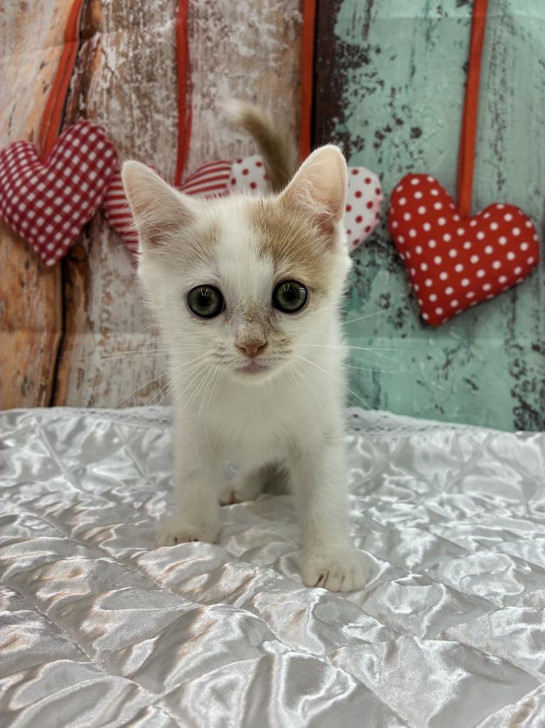 北海道のマンチカン (ジャパンペッツトレーディング伏古店/2025年10月21日生まれ/男の子/クリームホワイト)の子猫