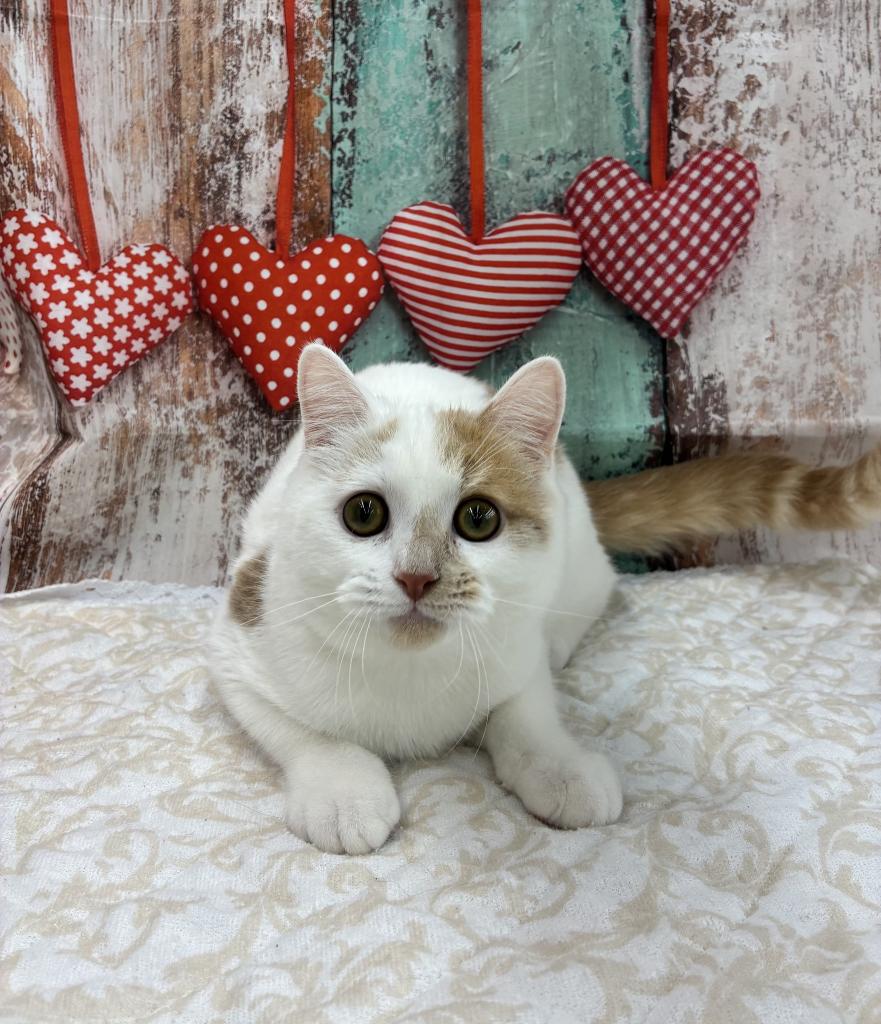 北海道のマンチカン (ジャパンペッツトレーディング伏古店/2025年10月21日生まれ/男の子/クリームホワイト)の子猫の2枚目の画像