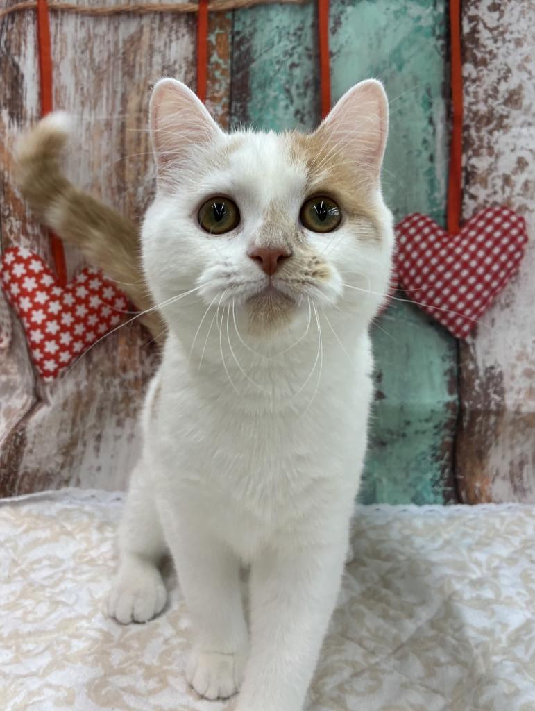 北海道のマンチカン (ジャパンペッツトレーディング伏古店/2025年10月21日生まれ/男の子/クリームホワイト)の子猫の3枚目の画像