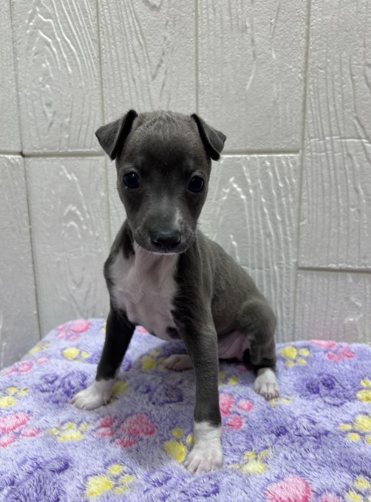 東京都のイタリアングレーハウンド (OneBuddy仙川店/2025年10月17日生まれ/女の子/ブルーホワイト)の子犬の1枚目の画像