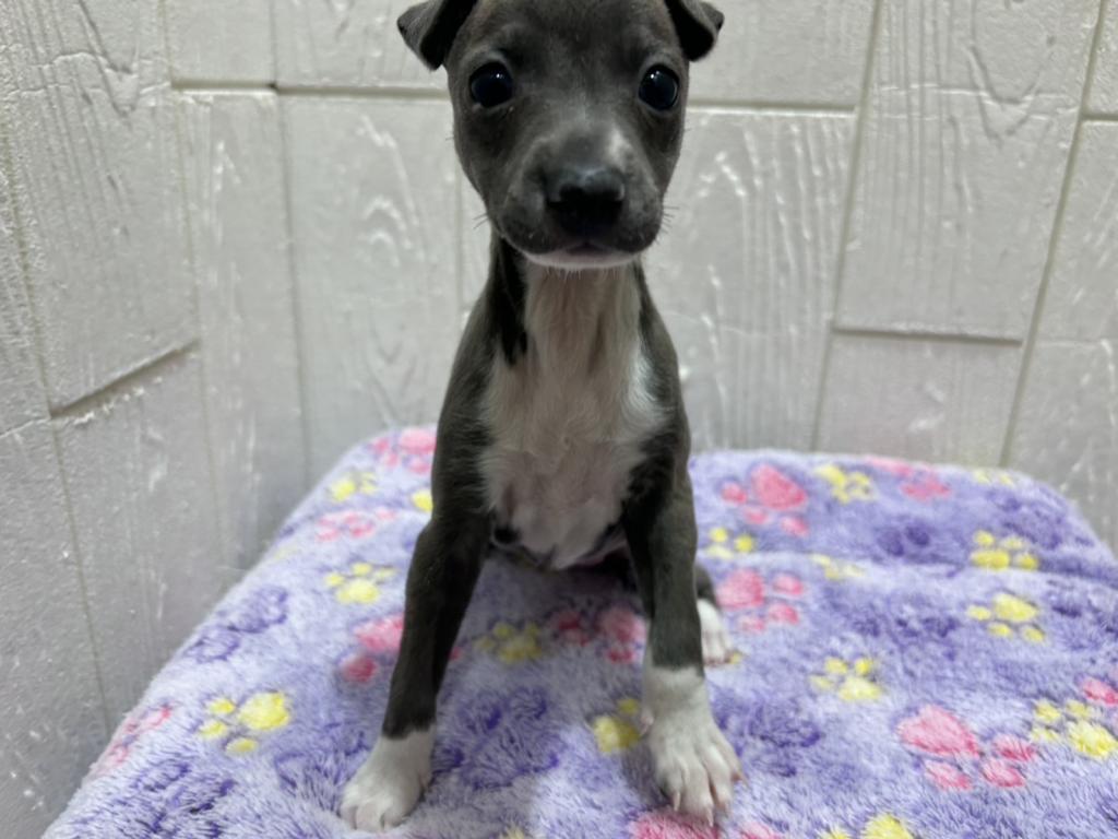 東京都のイタリアングレーハウンド (OneBuddy仙川店/2025年10月17日生まれ/女の子/ブルーホワイト)の子犬の2枚目の画像