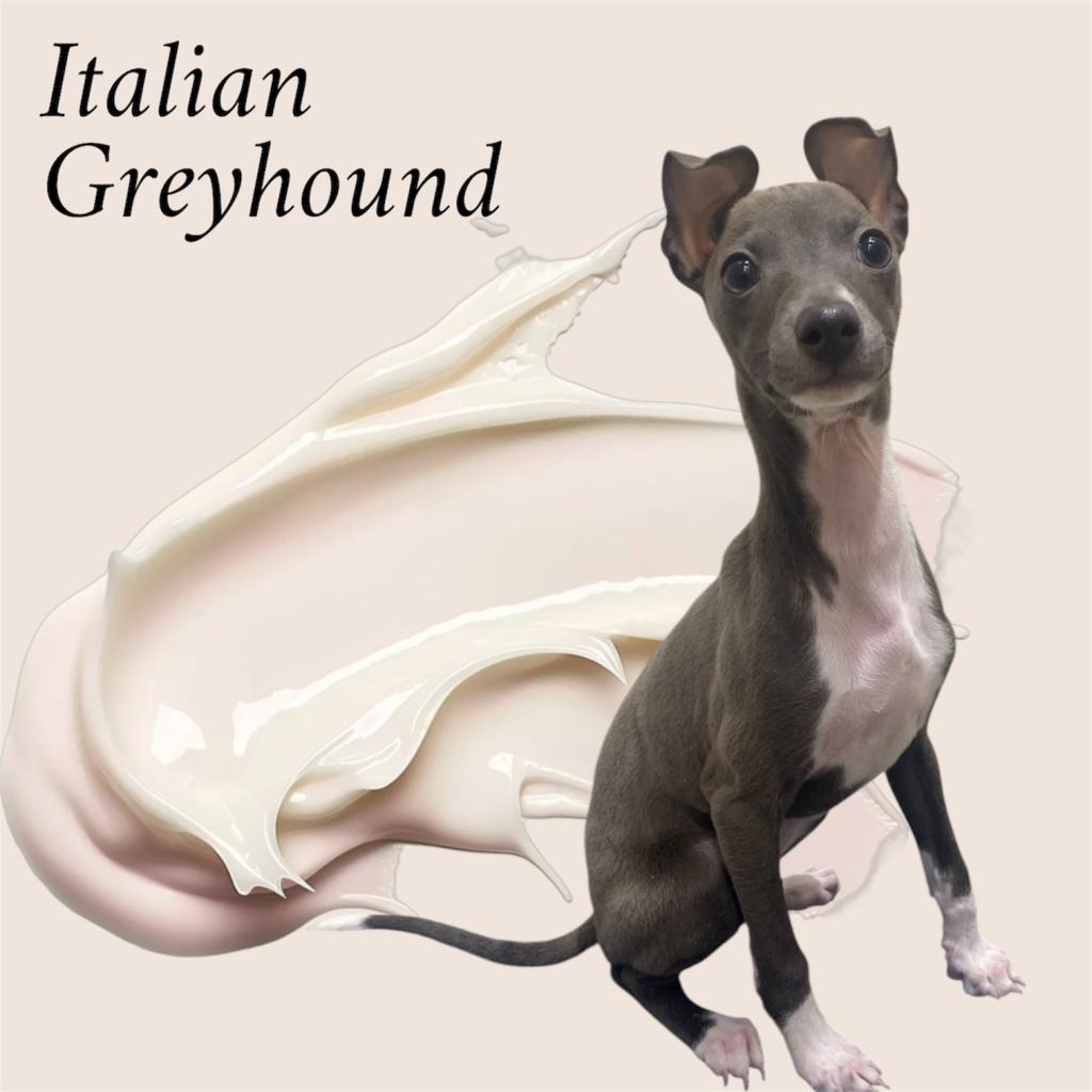 東京都のイタリアングレーハウンド (OneBuddy仙川店/2025年10月17日生まれ/女の子/ブルーホワイト)の子犬の3枚目の画像