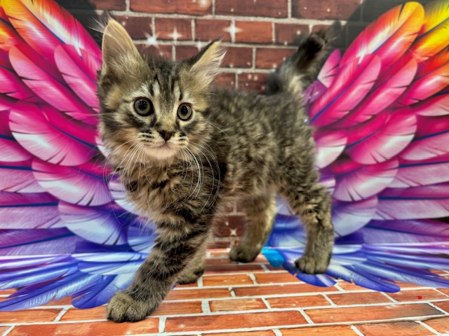 栃木県のノルウェージャンフォレストキャット (ペッツワン小山店/2025年11月2日生まれ/男の子/ブラウンタビー)の子猫の2枚目の画像