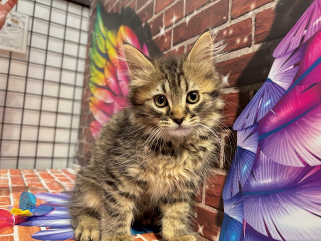 栃木県のノルウェージャンフォレストキャット (ペッツワン小山店/2025年11月2日生まれ/男の子/ブラウンタビー)の子猫の4枚目の画像