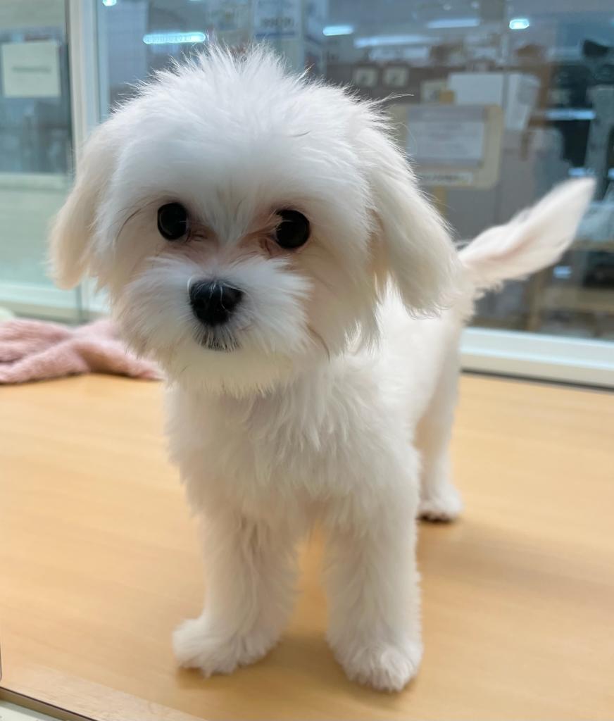 静岡県のハーフ犬・ミックス犬 (ペットアミ吉田店/2025年11月8日生まれ/女の子/その他色)の子犬の1枚目の画像