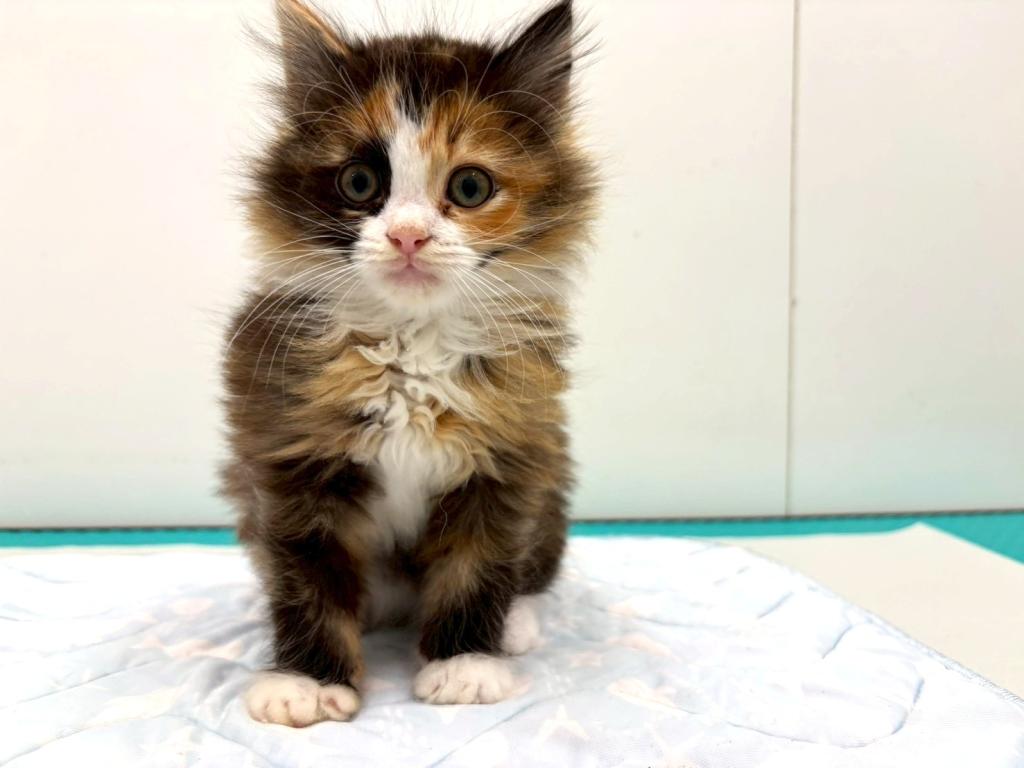 栃木県のラパーマ (ペッツワン宇都宮平出店/2025年11月3日生まれ/女の子/キャリコ)の子猫の1枚目の画像