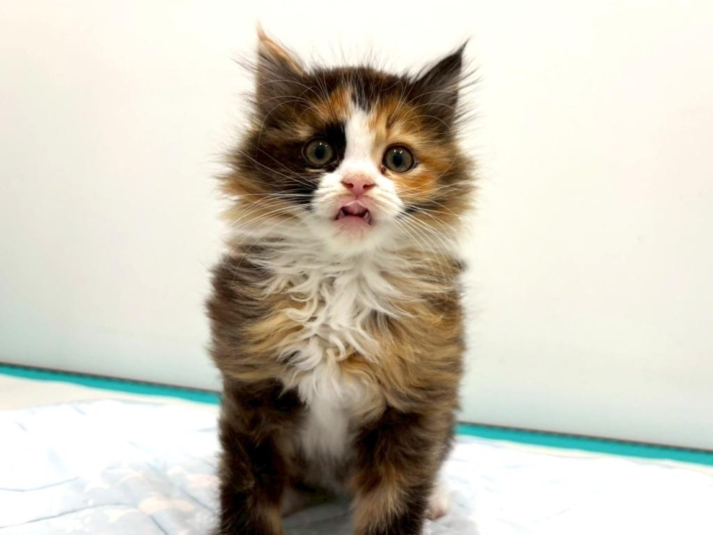 栃木県のラパーマ (ペッツワン宇都宮平出店/2025年11月3日生まれ/女の子/キャリコ)の子猫の3枚目の画像