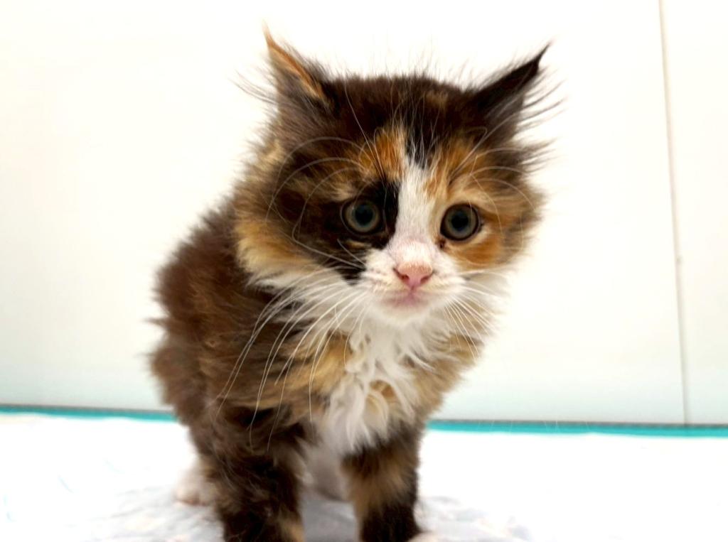 栃木県のラパーマ (ペッツワン宇都宮平出店/2025年11月3日生まれ/女の子/キャリコ)の子猫の4枚目の画像