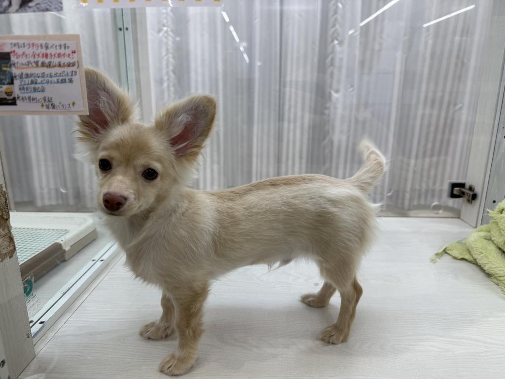 茨城県のチワックス(チワワ×ダックス) (OneBuddy常陸大宮店/2025年11月7日生まれ/男の子/クリーム)の子犬の3枚目の画像