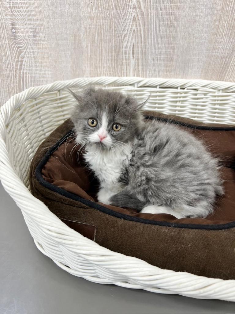 栃木県のキンカロー (OneBuddy宇都宮店/2025年11月13日生まれ/男の子/ブルーホワイト)の子猫