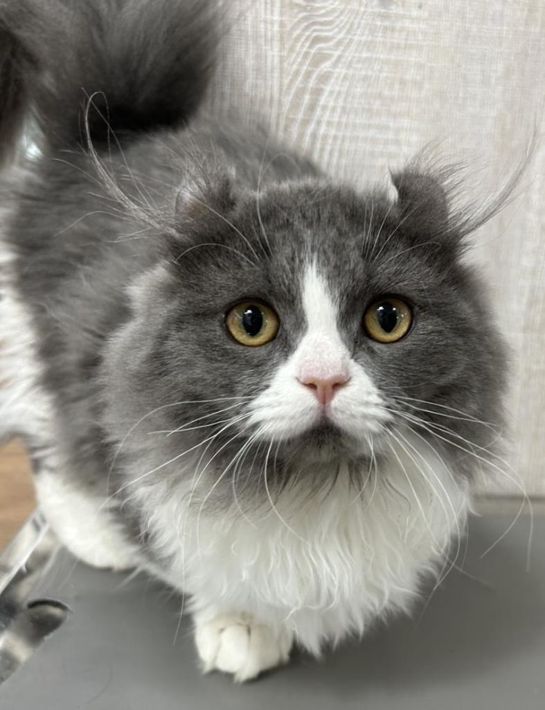 栃木県のキンカロー (OneBuddy宇都宮店/2025年11月13日生まれ/男の子/ブルーホワイト)の子猫の1枚目の画像