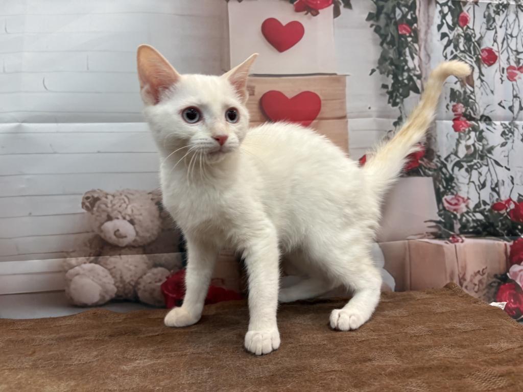 東京都のマンチカン (OneBuddy町田三輪店/2025年10月11日生まれ/男の子/クリームタビーホワイトバン)の子猫の4枚目の画像