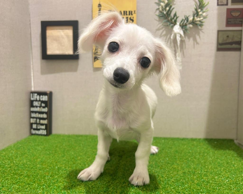 茨城県のチワックス(チワワ×ダックス) (ペッツワン水戸店/2025年10月25日生まれ/男の子/クリーム)の子犬の3枚目の画像