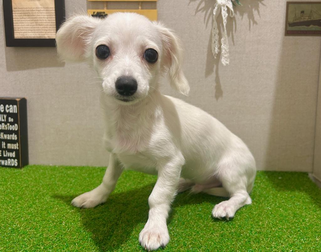 茨城県のチワックス(チワワ×ダックス) (ペッツワン水戸店/2025年10月25日生まれ/男の子/クリーム)の子犬の4枚目の画像