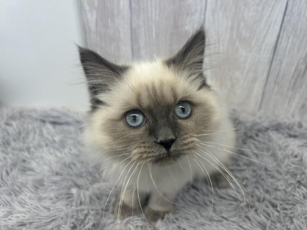 埼玉県のラグドール (ペットプラザ越谷大里店/2025年11月1日生まれ/男の子/ブルーポイント)の子猫の3枚目の画像