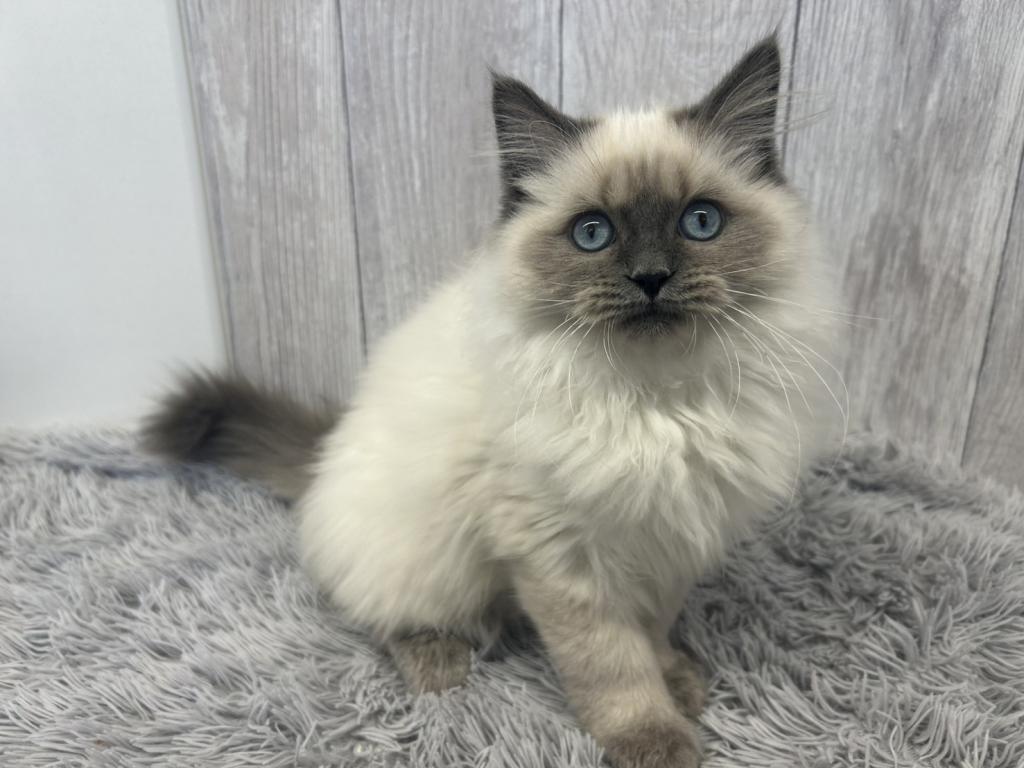 埼玉県のラグドール (ペットプラザ越谷大里店/2025年11月1日生まれ/男の子/ブルーポイント)の子猫の4枚目の画像