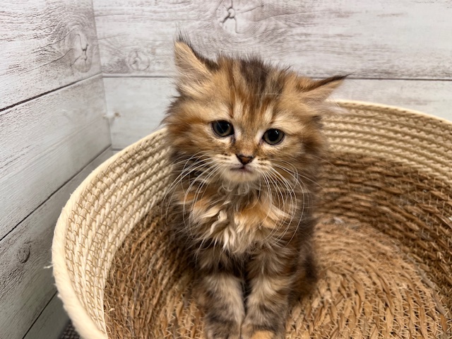 茨城県のミヌエット (OneBuddyトモニーつくば店/2025年11月14日生まれ/女の子/ブラウンパッチドタビーホワイト)の子猫の1枚目の画像