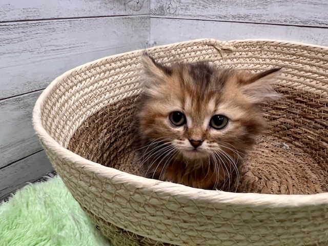 茨城県のミヌエット (OneBuddyトモニーつくば店/2025年11月14日生まれ/女の子/ブラウンパッチドタビーホワイト)の子猫の2枚目の画像