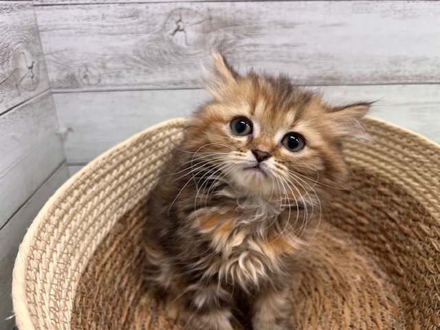 茨城県のミヌエット (OneBuddyトモニーつくば店/2025年11月14日生まれ/女の子/ブラウンパッチドタビーホワイト)の子猫の3枚目の画像