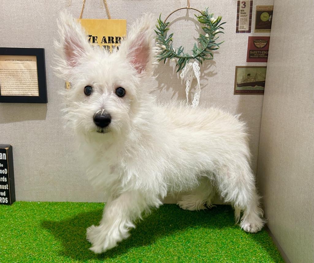 茨城県のウエストハイランドホワイトテリア (ペッツワン水戸店/2025年11月2日生まれ/男の子/ホワイト)の子犬の4枚目の画像