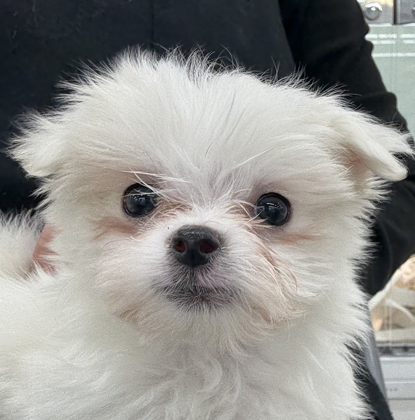 北海道のマルチーズ (ジャパンペッツトレーディング苫小牧中央店/2025年11月15日生まれ/男の子/ホワイト)の子犬